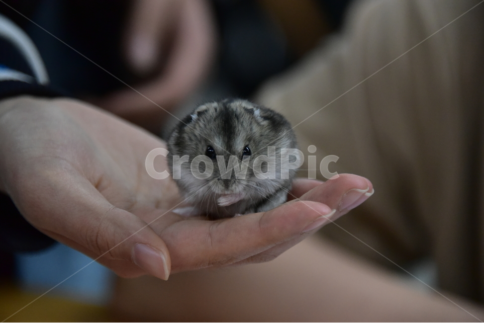 햄스터,동물,애완동물,포유류,펫,귀여움,귀여운,hamsters,mammals,pets,pet,cute,동물,animal,포유류,mammal