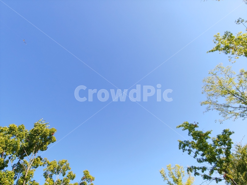 하늘,여름,맑은날,식물,tree,나무