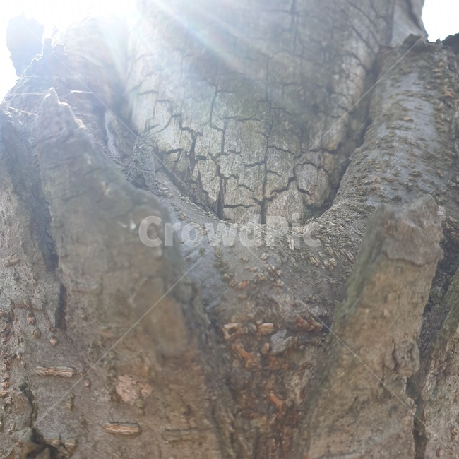 nature,자연,tree,light,production
