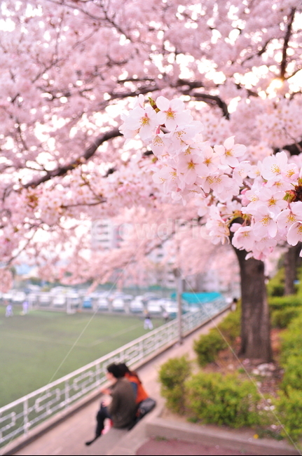 벚꽃,cherryblossom,식물,plant,꽃,flower,blossom,봄느낌