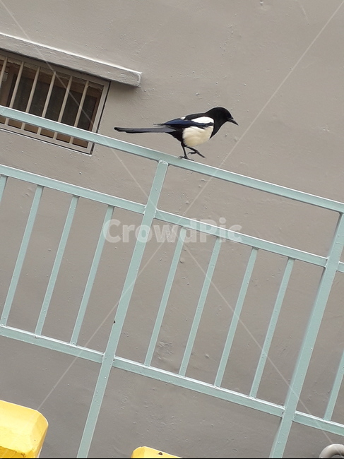 제비,까치,아파트,새,부리,동물,animal,조류,새,birds