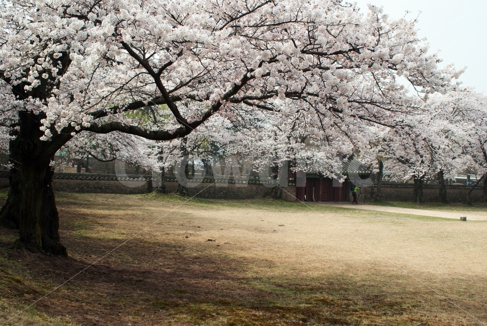 봄,벚꽃,경주,대릉원,한옥,기와,돌담,식물,자연,나무,관광지,nature,flower,천마총,천년고도,한국의미,봄,계절,spring,season,자연,풍경,nature,landscape,한국자연풍경,한국자연경관,korea nature landscape,식물,plants,나무,trees,wood,plant