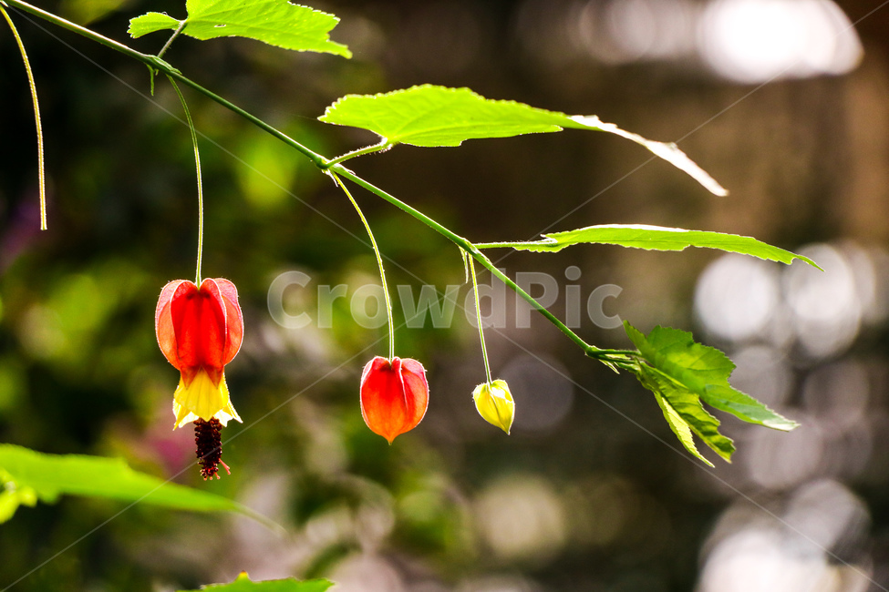 꽃,봄,plant,식물,leaf,잎,식물,자연,plants,nature,꽃,flower