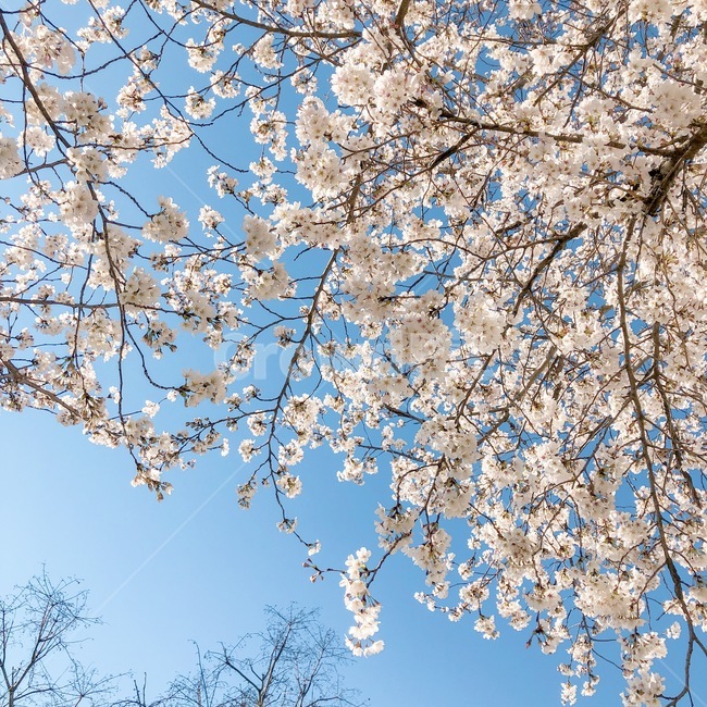 봄,벚꽃,하늘,봄꽃,cherryblossom,spring,printemps,flower,fleur
