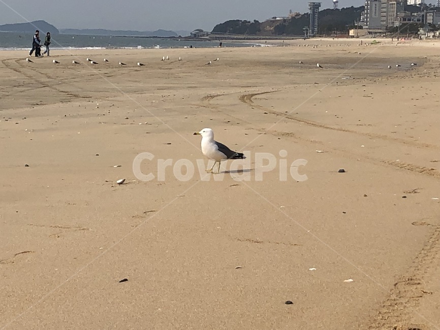 대천,갈매기,새우깡,해수욕장,새,동물,animal,조류,새,birds