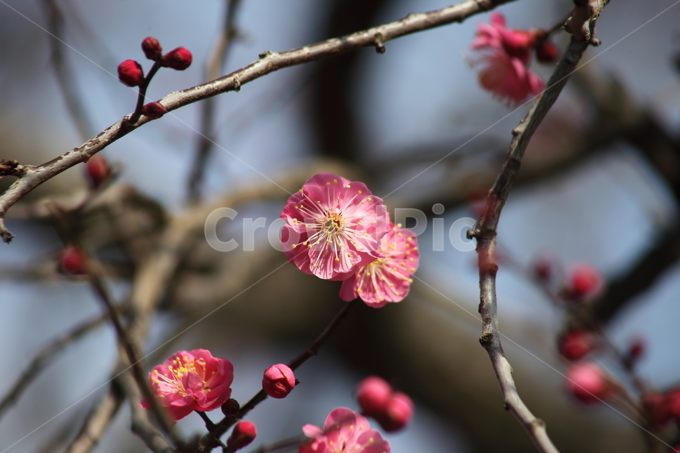 매화,홍매화,식물,japaneseapricot,prunusmume,봄꽃,봄,식물,자연,plants,nature,꽃,flower