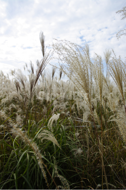 가을,억새,자연,nature,식물,plant,하늘,구름,자연,풍경,nature,landscape,grass,잔디