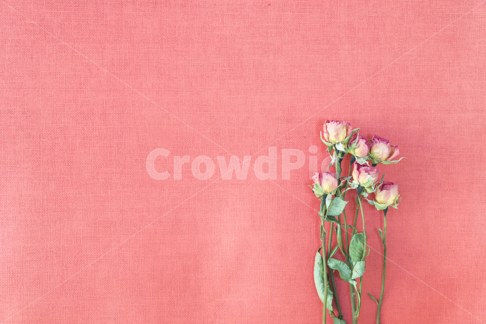 드라이플라워,말린꽃,꽃,식물,프레임,이벤트,건조,빈티지,꽃,flower