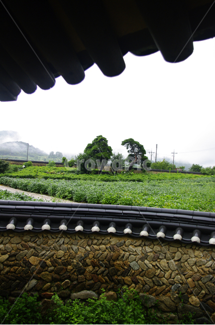 기와지붕,traditional,담장,밭,나무,풍경,시골,마을,풍경,landscape,country,rural,town,한국전통,한국문화,korean traditional,korean culture