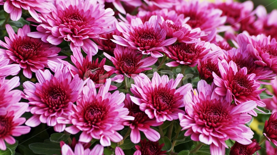국화,개량국화,꽃축제,꽃길,식물,식물,자연,plants,nature,꽃,flower