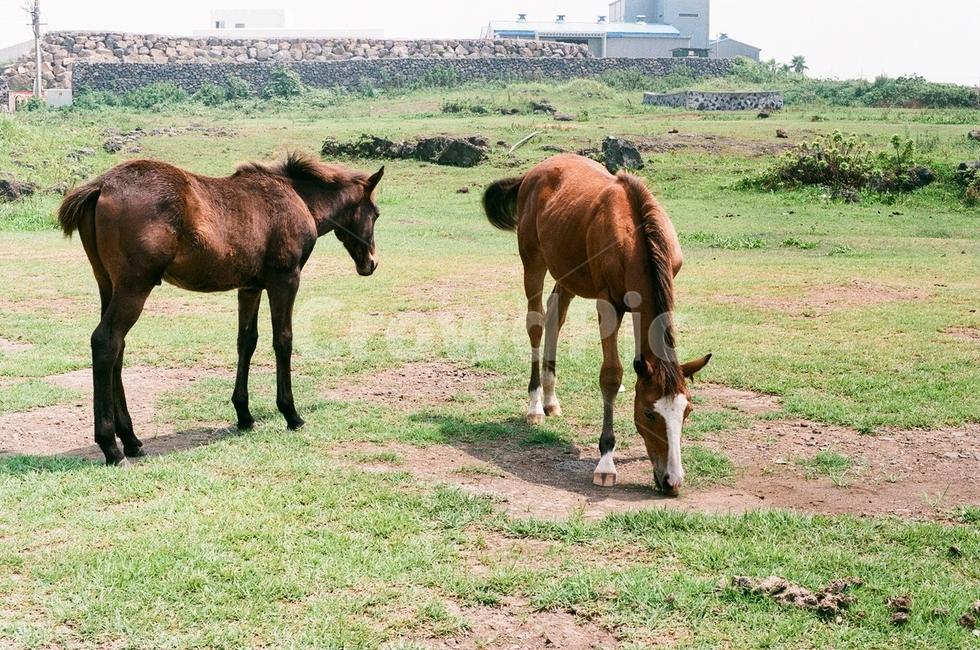 말,제주도,초원,자연,필름사진,동물,animal,포유류,mammal,목축업,목장,livestock farming,ranching,pasture