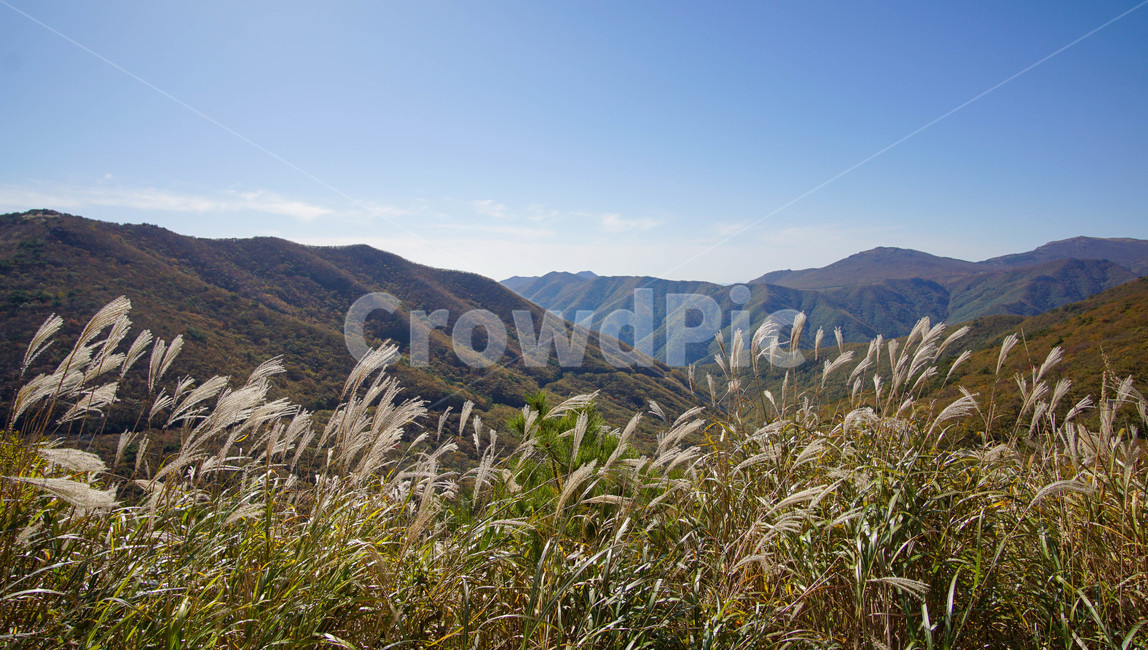자연,꽃,억새,가을,하늘,산,울산,힐링,풍경,평화,평온,색감,fall,nature,감성,풀,가을억새,계절,autumn,season