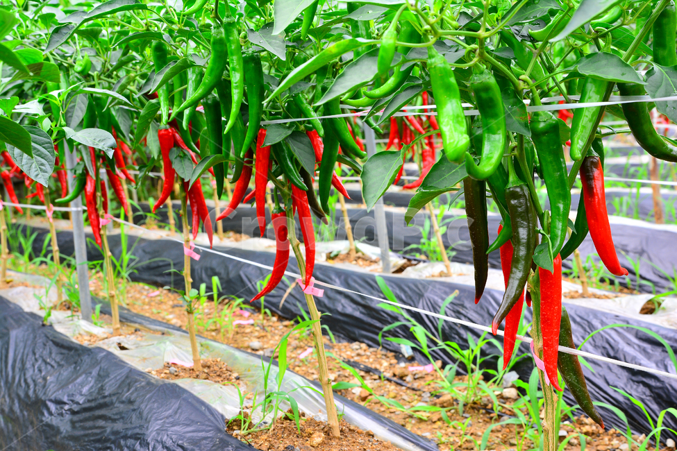 고추,양념,빨강색,매운맛,고추밭,작물,채소,풋고추,청양고추,재료,고추전,향신료,페퍼,핫페퍼,plant,new,출발,스타트,start,어린,natural,fresh,pattern,식물,chili,hotpepper,pepper,capsicum,캡사이신,알싸한,얼얼한,맛,아드레날린,비타민c,건강식품,김치양념,김치재료,김장재료,신선한,요리재료,식물,자연,plants,nature,채소,야채,vegetables,산업,industry,industrial,농업,농사,agriculture,farming,farming industry