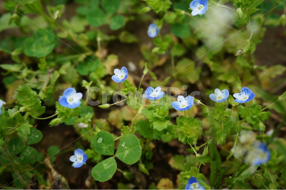 자연,꽃,풀,초록색,파란색,식물,자연,plants,nature,꽃,flower