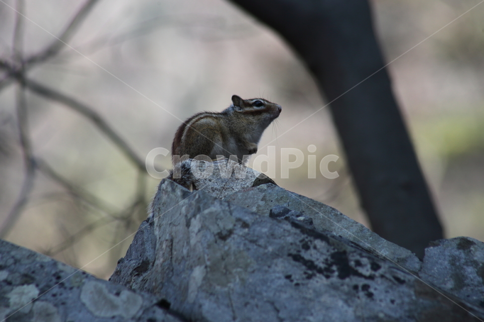 다람쥐,줄무늬다람쥐,동물,squirrel,chipmunk,한국다람쥐,Siberianchipmunk,동물,animal,포유류,mammal