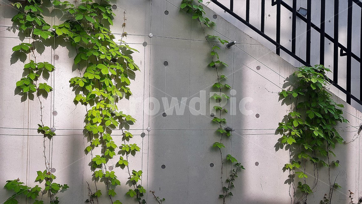 햇빛,그늘,shadow,담쟁이,덩굴,초록색,계단,handrail,난간,철제난간,그림자,명암,덩굴지지대,덩굴식물,wall,도시정원,그린커튼효과,자외선,감성사진