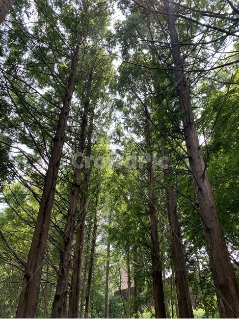 나무,가로수,여름,세쿼이아,tree,plant,식물
