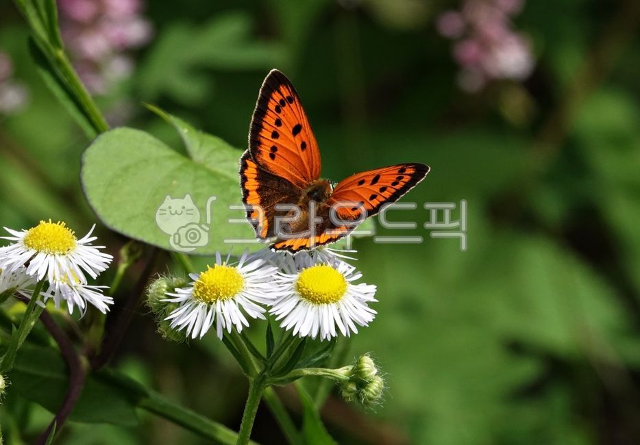 moth,nature,flower