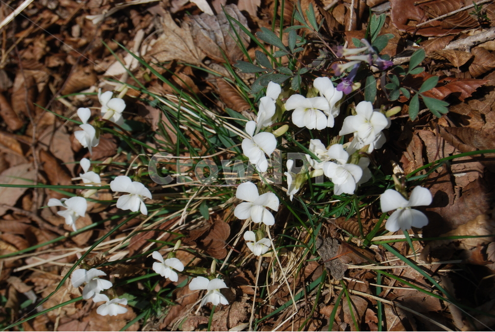 상황봉,자연,봄,들꽃,휴양지,봄,계절,spring,season,식물,자연,plants,nature,꽃,flower,plant,blossom