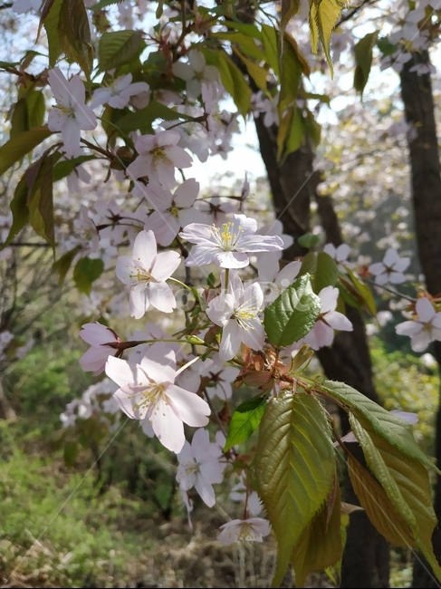 봄꽃,꽃,식물,flower,spring,계절,season,햇빛,빛,나무