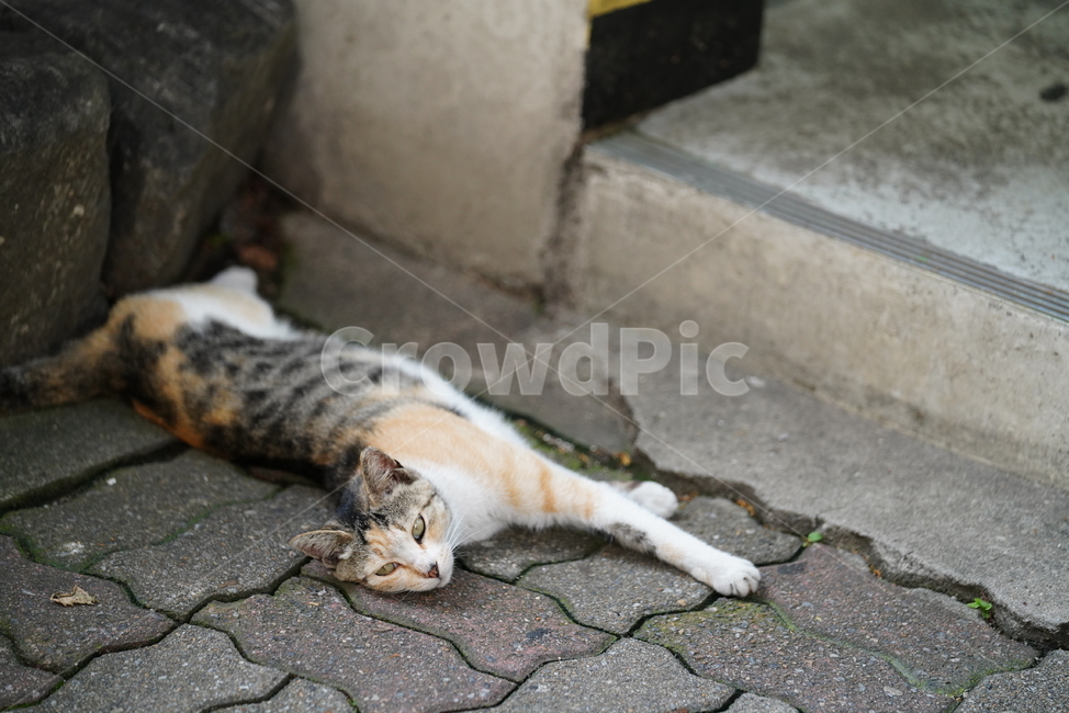 cat,고양이,동물,생물,생명,포유류,거리,animal,동물,animal,포유류,mammal,고양이,cat,kitten,kitty