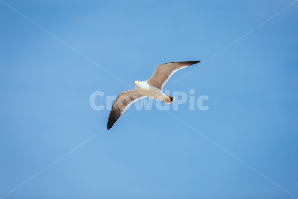 seagull,갈매기,bird,새,animal,동물,flying