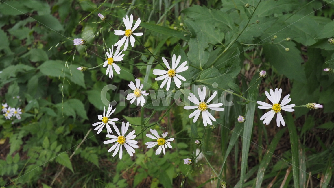 야생화,꽃,color,wildflower,flower