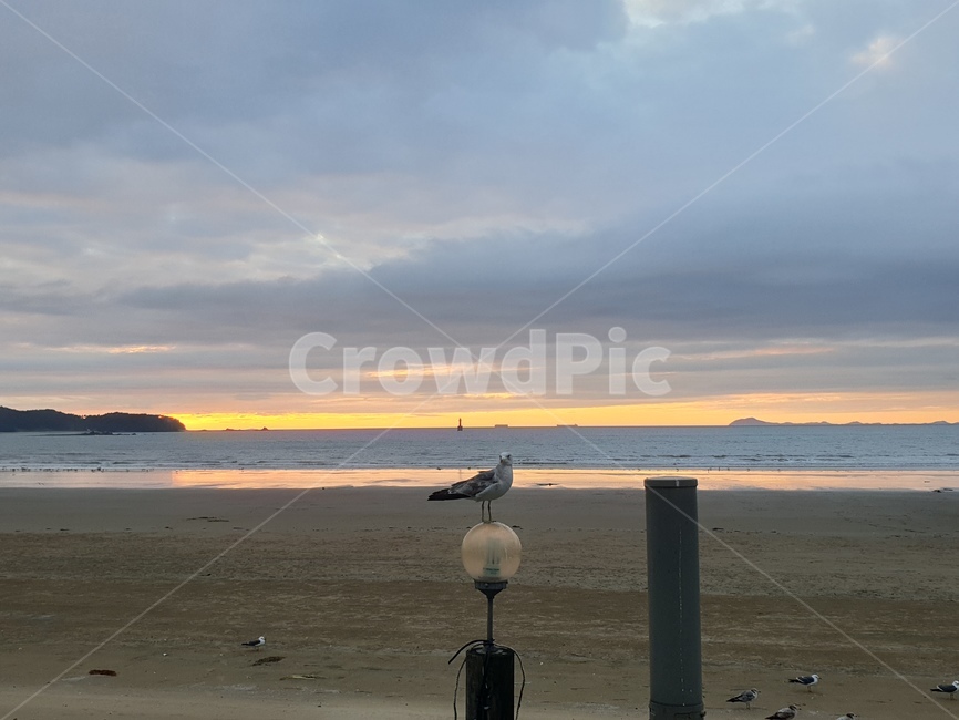바다,갈매기,노을,sea,sunset,gull
