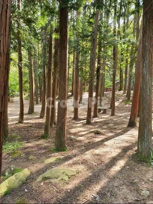 tree,나무,plant,식물,숲