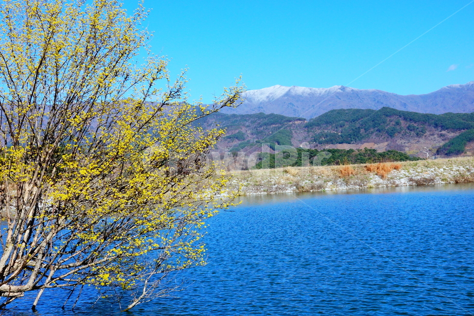 nature,mountain,산수유,구례,봄,춘설,지리산,자연,풍경,nature,landscape