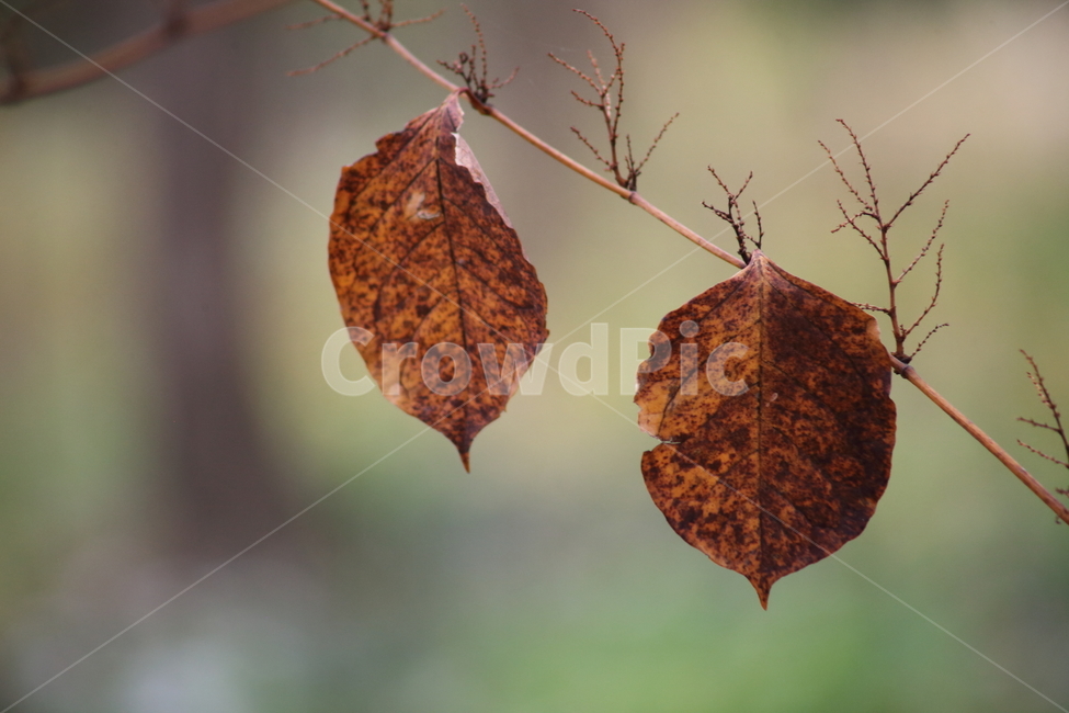 단풍,잎,식물,가을,redleaves,가을,계절,fall,autumn,season,식물,자연,plants,nature,leaf,plant,veins,정맥,fruit,과일,food,음식,pineapple,파인애플