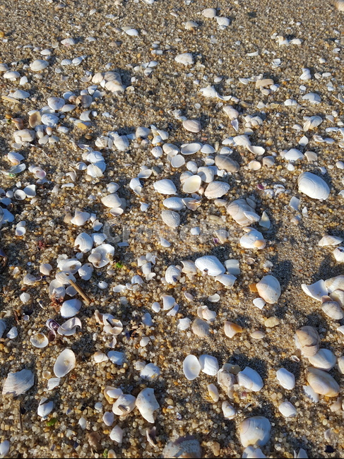 조개껍데기,조개,모래사장,젖은,모래,해변,shells,clam,sandybeach,beach,grit,sand,wet,empty
