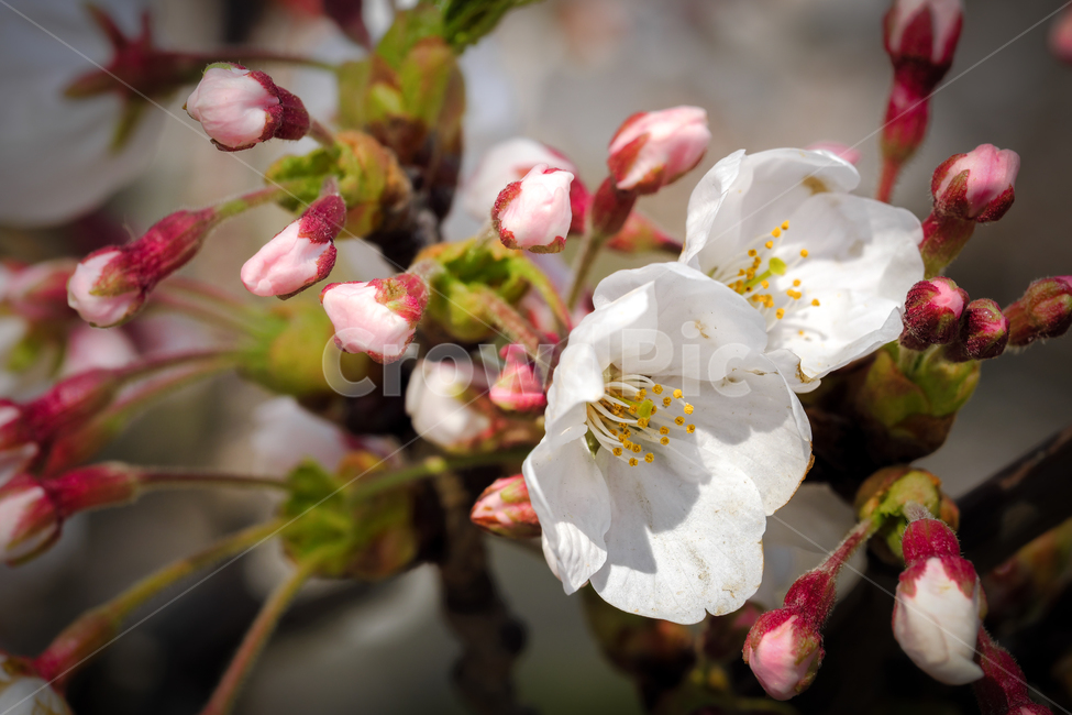 벚꽃,꽃,봄,일산,호수공원,봄,계절,spring,season,식물,자연,plants,nature,꽃,flower,plant,blossom