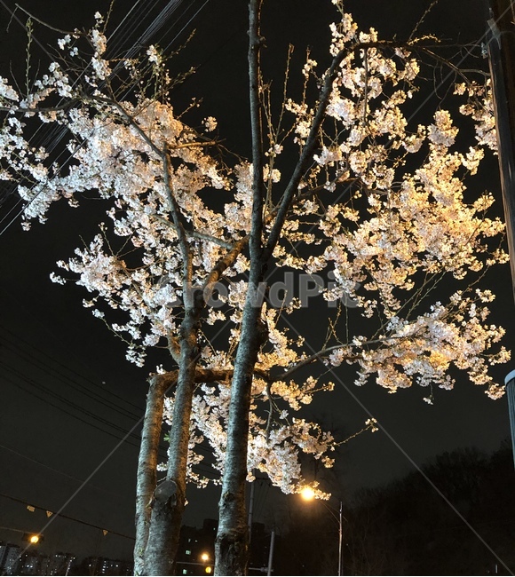 밤,꽃,벚꽃,봄,blossom