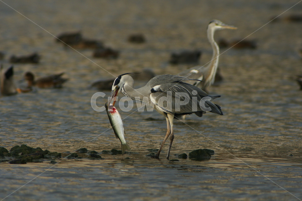 왜가리,결투,조류,숭어,사냥,동물,animal,조류,새,birds