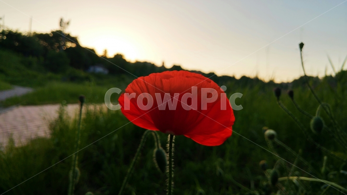 천변,해질녘,양귀비,꽃,식물,flower,자연,식물,자연,plants,nature,꽃,flower