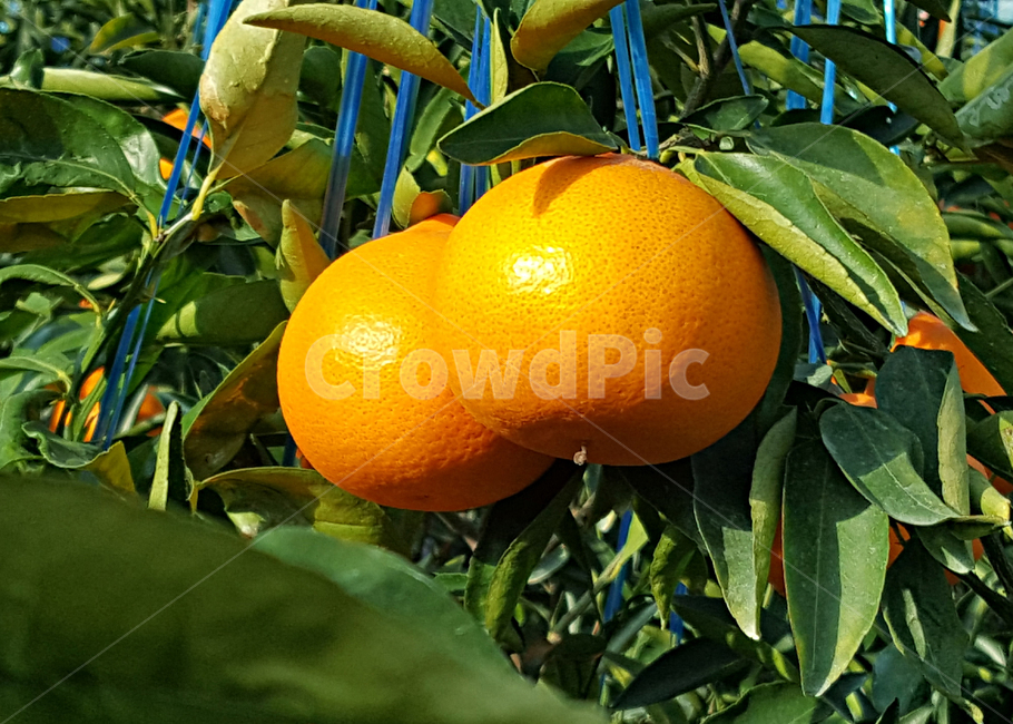 천혜향,감귤류과일,citrusfruit,food,음식,fruit,과일,plant,식물,produce,grapefruit,orange,주황색