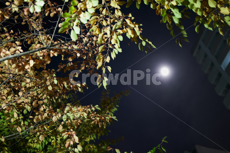 나무,달,밤,하늘,단풍,가을밤,tree,night,sky,yellow,autumn,야경,밤,풍경,nightscape,night,landscape