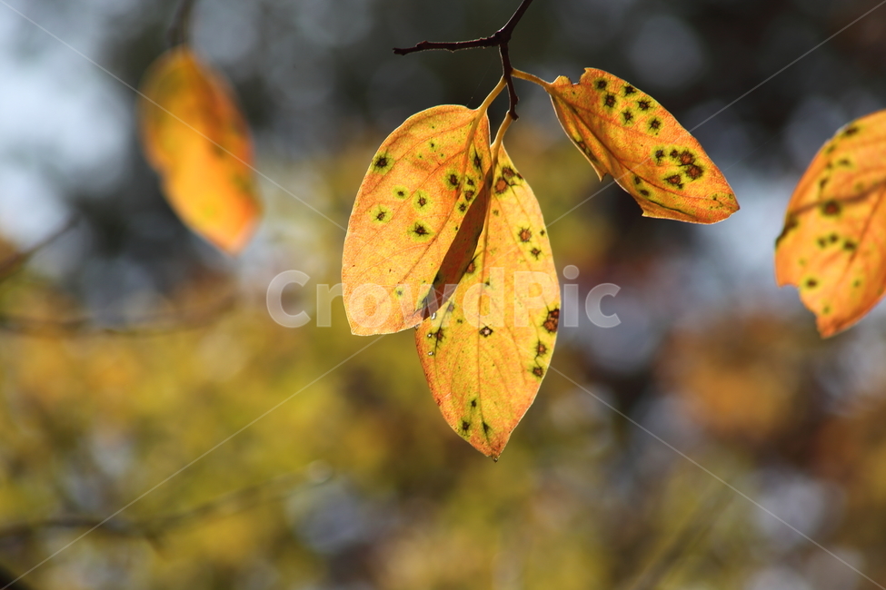 단풍,잎,가을,redleaves,leaf,가을,계절,fall,autumn,season,식물,자연,plants,nature,veins,정맥,animal,동물,fish,물고기