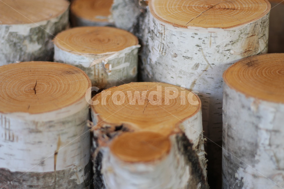 wood,나무,자작나무,나이테,birch