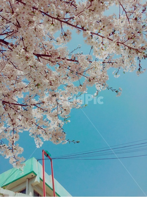 벚꽃,꽃,봄,봄꽃,전기줄