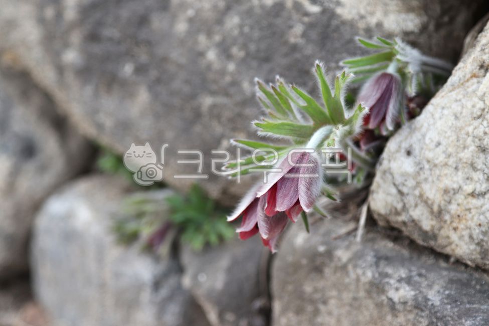 할미꽃,꽃,들꽃,식물,바위,pulsatillakoreana,flower,wildflower,plant,rock