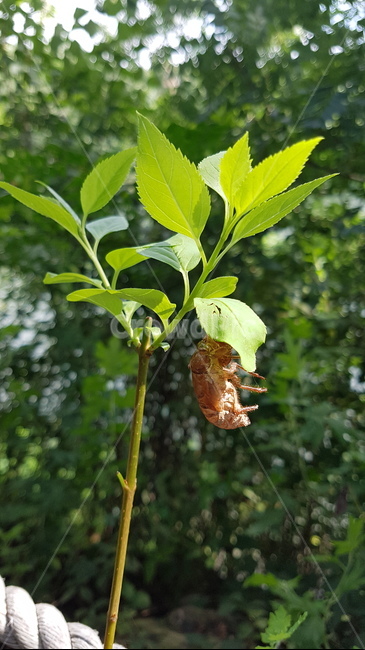 plant,식물,leaf,잎,매미,곤충,곤충,벌레,insect,bug