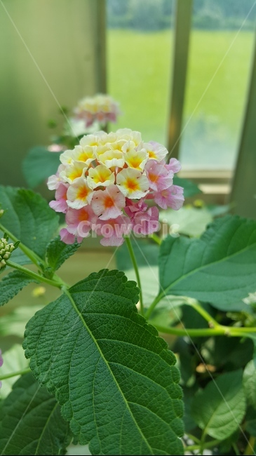 꽃,자연,푸르름,풀,식물,식물,자연,plants,nature,꽃,flower