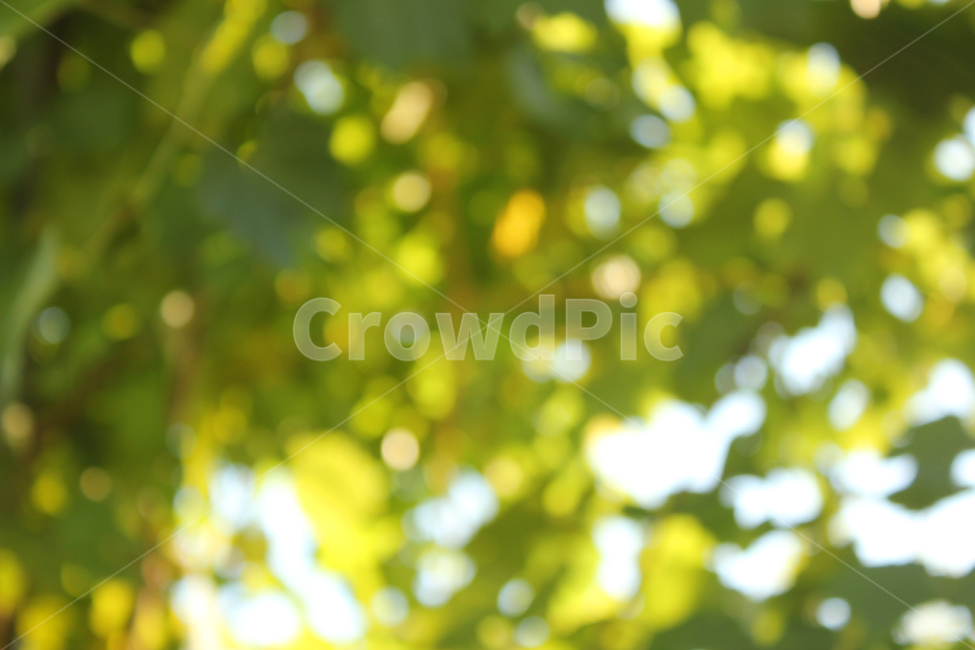 나무,숲,블러,아웃포커스,배경,빛,light,lighting,tree,blur,outfocus,focus,outoffocus,forest,park,garden,정원,공원,background,outdoor,야외,실외,휴식,힐링,rest,relaxation,healing