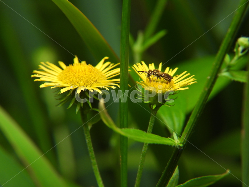 꽃,식물,자연,풀잎,노랑색,녹색,벌,곤충,식물,자연,plants,nature,꽃,flower,곤충,벌레,insect,bug