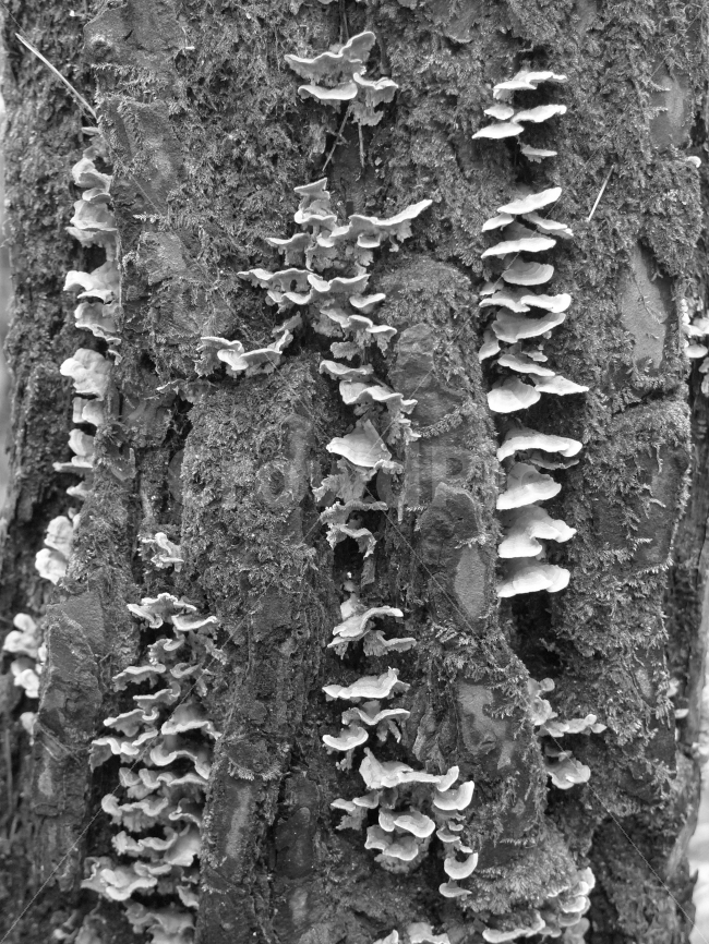 흑백,나무,공생,같이,세월의흐름,흔적,식물,자연,plants,nature,흑백,모노톤,monochrome,black and white