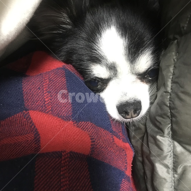 강아지,장모치와와,치와와,애완동물,반려견,애완견