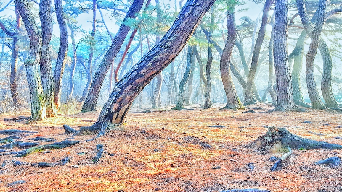 소나무,한국적,숲,힐링,나무,솔숲,풍경,한국자연풍경,nature,plants,wood,trees,자연,landscape,푸른,초록,green,휴식,삼릉,안개,겨울,자연,풍경,nature,landscape,tree,plant,식물,tree trunk,나무 줄기,ground,바닥
