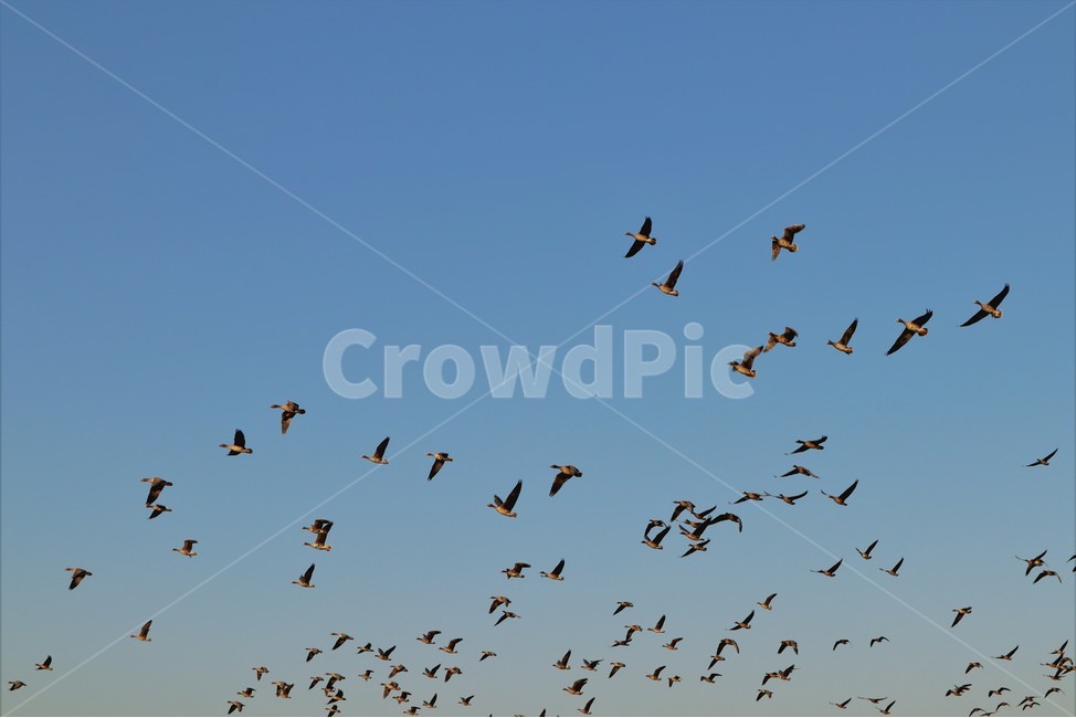 기러기,철새,가을,들녘,들판,동물,animal,조류,새,birds